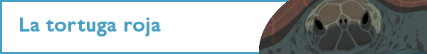gallery/tortugaroja